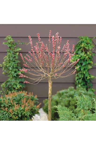 Salix gracilistyla Mount Aso on shtambe